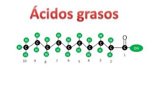 Ácidos grasos saturados e insaturados  Bioquímica [upl. by Ellerahc]