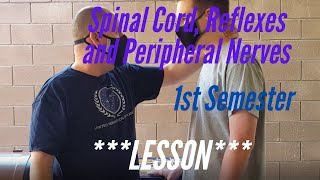 Spinal Cord Reflexes and Peripheral Nerves  Lesson 1st Semester Models Histology Reflexes [upl. by Etak658]