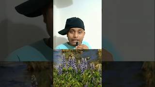 Comedy 😁🤣 Neel Kurji flowers bloom once in 12 years  memes Videos  memes comedy flowers [upl. by Alyahsal]