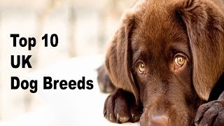 Top 10 Most Popular Dog Breeds in the UK [upl. by Esenej]