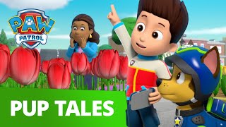 PAW Patrol  Pups Save Mayor Goodways Tulips  Rescue Episode  PAW Patrol Official amp Friends [upl. by Romeo]