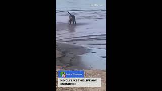 See what happened to the Dog while drinking waterCrocodileNature [upl. by Urba]