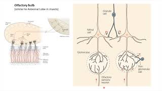 Vertebrate olfactory system swayamprabha ch17sp [upl. by Eniladam]