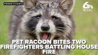 Pet raccoon bites two firefighters who were battling house fire [upl. by Nnyliram766]