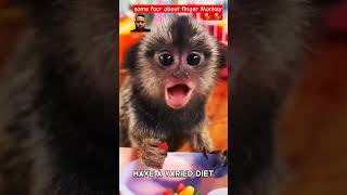 finger monkey where do they live  finger monkey white shorts shortvideo fingermonkey [upl. by Ettennad]