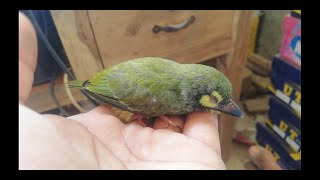 Coppersmith Barbet  A cutest Barbet in the world  Coppersmith Barbet  Cam Nature [upl. by Bertelli]