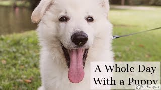 A whole day with a puppy  White Swiss Shepherd  11 weeks old [upl. by Clova]