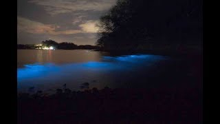 Bioluminescent kayak tour Bahia Rica Costa Rica [upl. by Ainna381]