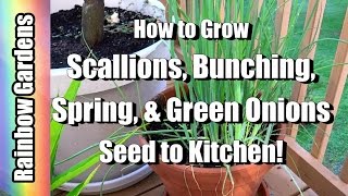 How to Grow Scallions  Bunching Spring amp Green Onions   Seed to Kitchen [upl. by Hedveh363]