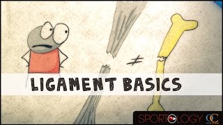 Ligament Basics  Science Explained [upl. by Nnayar84]