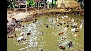 Duck Farming documentary Modern Farming Methods in the Philippines [upl. by Aratnahs]