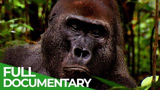 Go Ape  The Fascinating World of Primates  Free Documentary Nature [upl. by Asselim340]