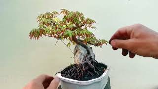 2 minute bonsai OLD Jap Maple on rock [upl. by Eggett644]