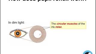 Eye can see in the dark  Pupil Reflex PART 2 [upl. by Wagstaff508]