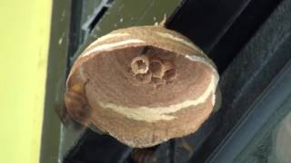 Sped up Timelapse Footage of Giant Hornet Queen Building Nest [upl. by Rramel]