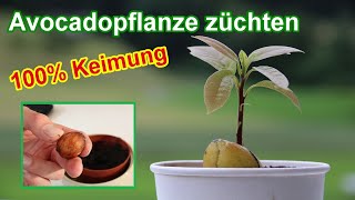 Avocadopflanze aus Kern selber ziehen  Avocadokern in Erde einpflanzen amp Avocadobaum züchten [upl. by Yenatirb]