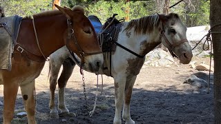 JMT 2024  Day 2 Part 8  Beautiful Horses [upl. by Asila]