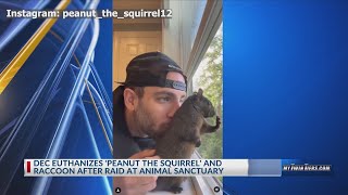 Peanut the squirrel euthanized by DEC to test for rabies [upl. by Linell]