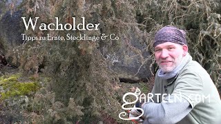 Wacholder Juniperus  Tipps zu Ernte Wacholder vermehren mit Stecklingen und Co [upl. by Bonner23]