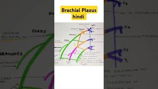 Brachial Plaxus short note anatomy bhms trending [upl. by Maximilianus208]