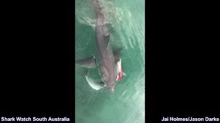 Dolphin Gets Mauled by Two Great White’s Before Larger Shark Steals Catch  Smoky Bay 150818 [upl. by Urbannai489]