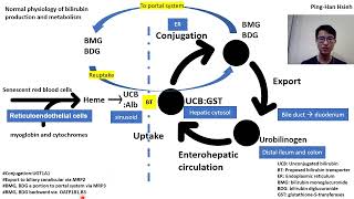 Systemic approach to jaundice part I  Realize bilirubin production and metabolism 台北榮總 腸胃科CR 謝秉翰 [upl. by Jania]