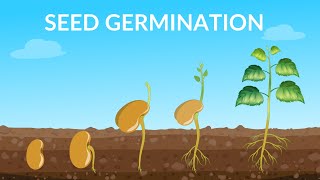 What is Seed Germination   Seed Germination for Kids  How Do Seeds Grow  Parts of a Seed  Seeds [upl. by Ten]