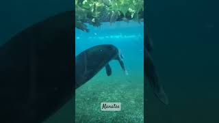 🌊ManateeSea cowTrichechus manatusDugongs safariworld safariworldbangkok zoo fishvideo [upl. by Eeral]