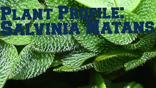 Salvinia Natans  Floating plant profile [upl. by Eiramacissej]