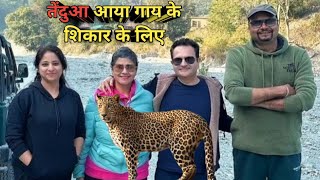 तेंदुआ आया गाय के शिकार के लिए । Mating Calls By Leopard At Junglee Resort EnjoyLikeLocal [upl. by Janina689]