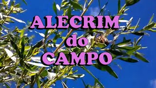 ALECRIM DO CAMPO e abelhas  Própolis verde  Baccharis dracunculifolia [upl. by Eedrahs910]