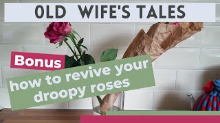 How to revive your droopy roses  an experiment [upl. by Idissac]