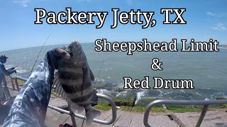 Packery Jetty  Sheepshead Limit amp Red Drum [upl. by Ollie]