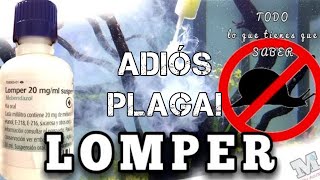 ELIMINAR Plaga en 3DIAS con LOMPER🐌CaracolesHydrasPlanaria🦂🕷️🐌🐚🦗🦖I MiTu HD I [upl. by Une]