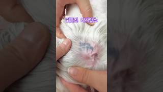 귀문신 라사압소  가위컷  곰돌이컷  Lhasa Apso Grooming lhasaapso shorts 안양애견미용 [upl. by Aphra]