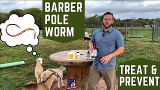 How to Treat amp Prevent Barber Pole Worm Haemonchus Contortus in Goats  Tips amp Practices [upl. by Riplex133]