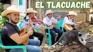 🐀🎻 Xilitla El bonito huapango del tlacuache y su colita pelada trío real del sabino  Iván del Río [upl. by Nywloc]