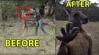 Man punches a Kangaroo Now hes back for REVENGE [upl. by Anhej]