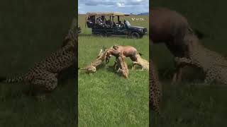 Tiger vs Tiger 😸😸 safari africa safarilife lion wildlife [upl. by Petey952]