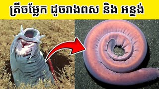 Unveiling the Secrets of Hagfish Natures Slimiest Wonders Svengyol [upl. by Gerard]