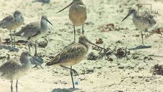 Interesting facts about hudsonian godwit by weird square [upl. by Bibeau]