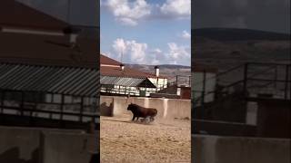 DESEMBARQUE IMPACTANTE TOROS SALIENDO DE LOS CORRALES EN LA GANADERÍA 🐂🔥 toros desafio torobravo💯 [upl. by Lambart412]