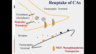 Catecholaminessynthesismetabolismadrenergic neurotransmission [upl. by Fanya]