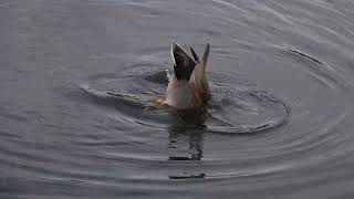 Gadwall upending [upl. by Zined]