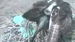 The incredible Osprey Cam [upl. by Hinson892]