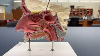 Paranasal Sinuses [upl. by Ecnav51]