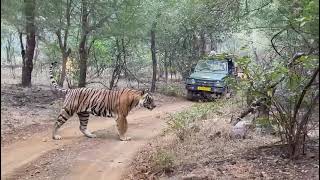 ranthambhore National Park ranthambhoretiger [upl. by Angelle]