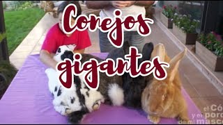 CONEJO Conejos gigantes ¡Una raza espectacular [upl. by Gerrie]