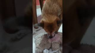 Dog destuffing my teddy bear 🧸 [upl. by Giff]