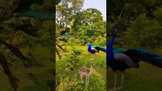 Beautiful peacock voice 😨youtube viralvideo shownfeed shortsfeed shortsfeed short birds feed [upl. by Einafets]